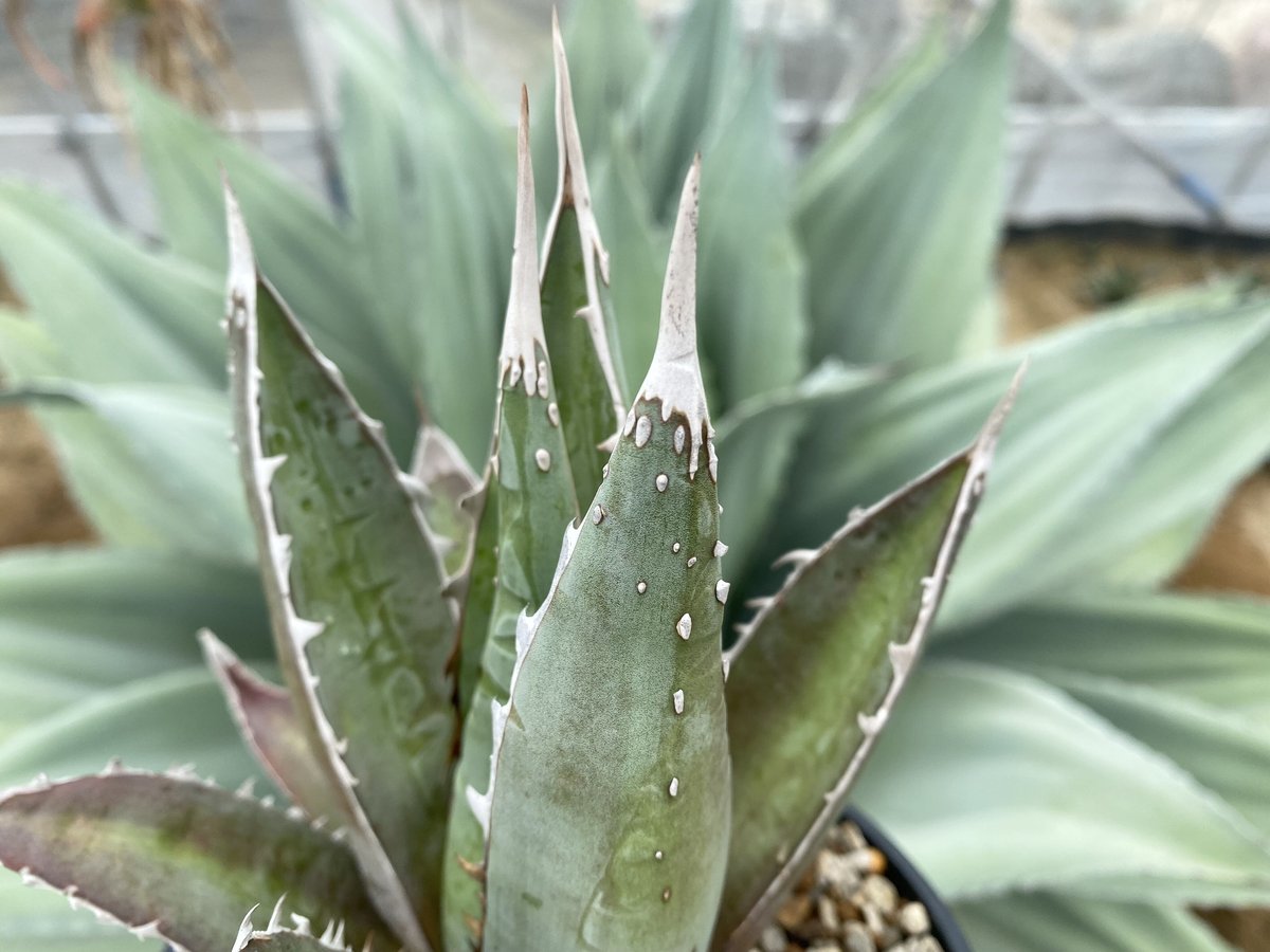 アガベパープソラム | カトーエンゲー