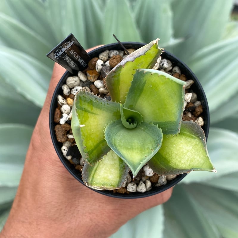 親株！6号鉢サイズ！アガベ ラムランナー グラキリス パキプス コーデックス 親株！6号鉢サイズ！アガベ ラムランナー グラキリス パキプス