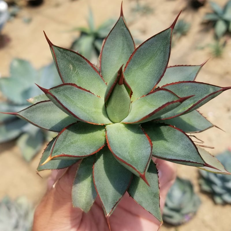 アガベ バーントバーガンディ | カトーエンゲー