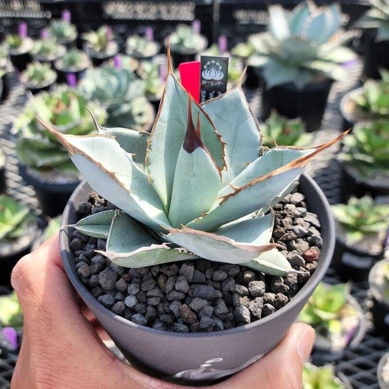 趣 agave titanota white ice smooth edge | カトーエンゲー 趣 agave titanota white ice smooth edge | カトーエンゲー