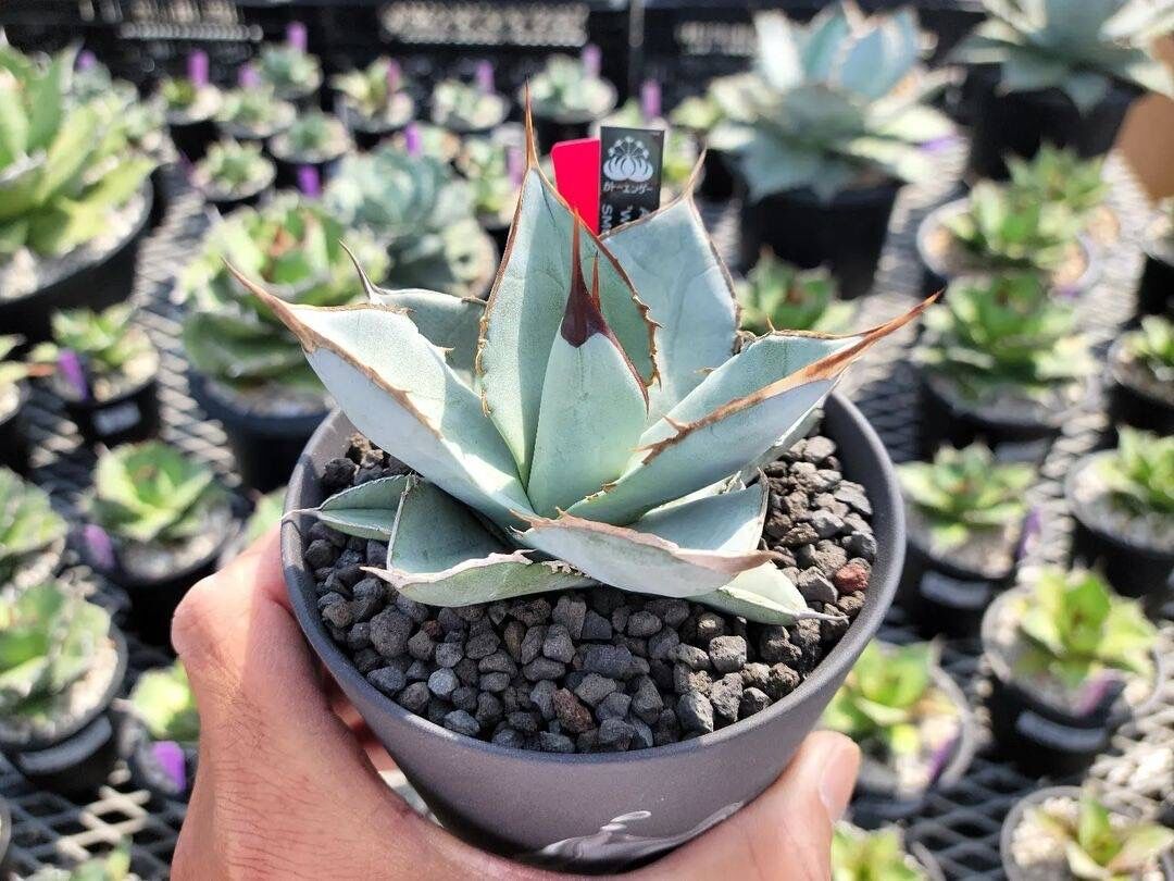 中株】 agave x White fang アガベエックス ホワイトファング RAFLUM