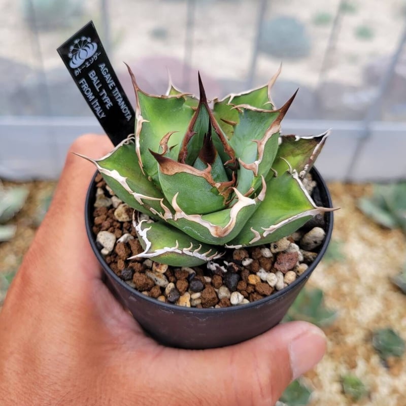 agave titanota ball type from italy | カトーエンゲー