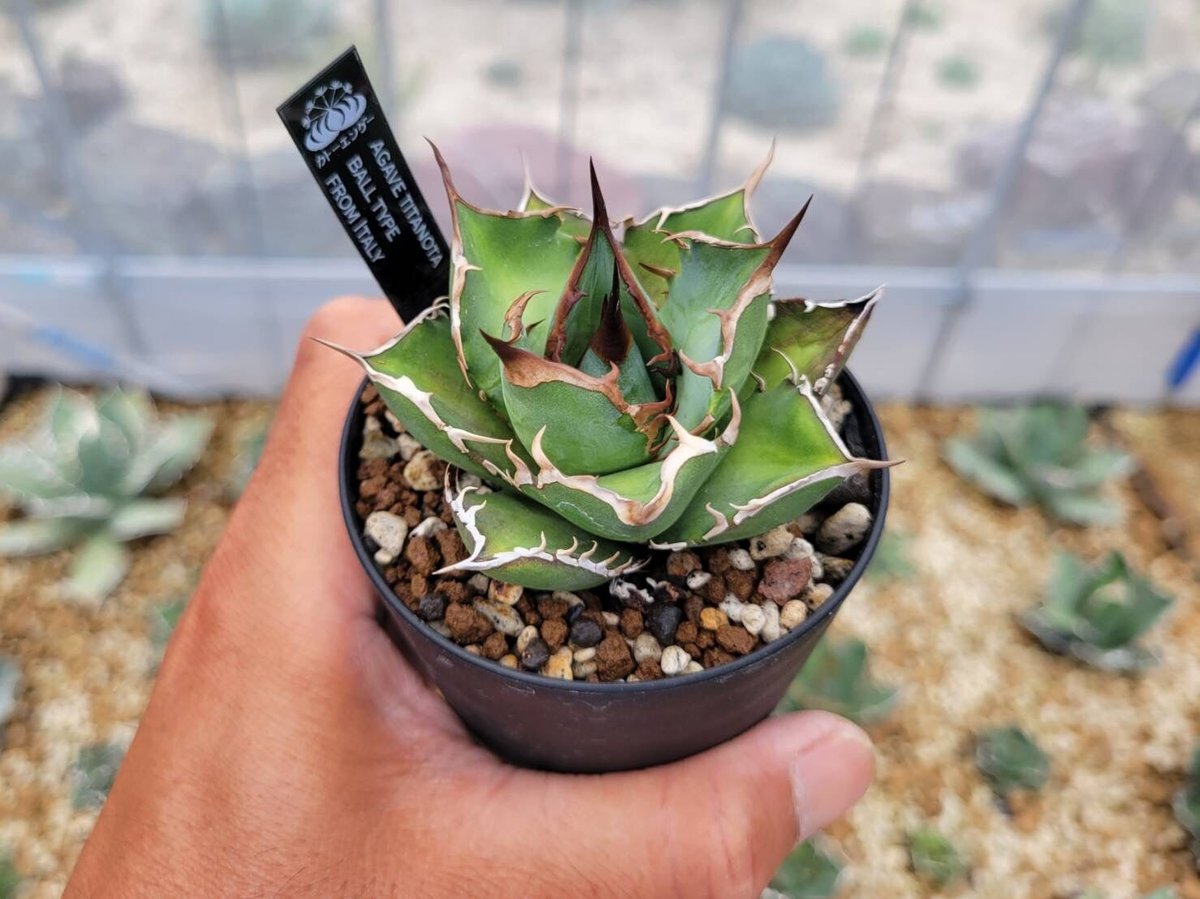 アガベ チタノタ FROM ITALY A TYPE(アガベ・チタノタ(イタリア アガベ チタノタ FROM ITALY A TYPE(アガベ・チタノタ(イタリア