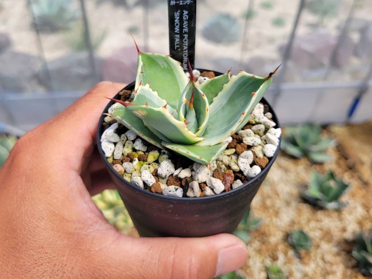 agave potatorum 'snow fall' | カトーエンゲー agave potatorum 'snow fall' | カトーエンゲー