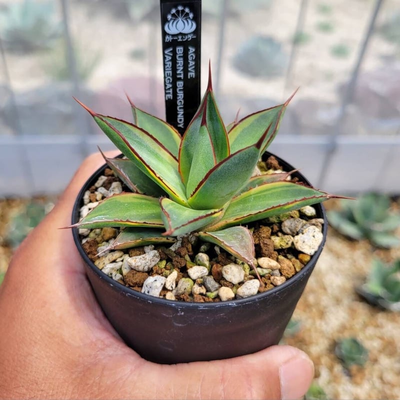agave burnt burgundy variegate | カトーエンゲー
