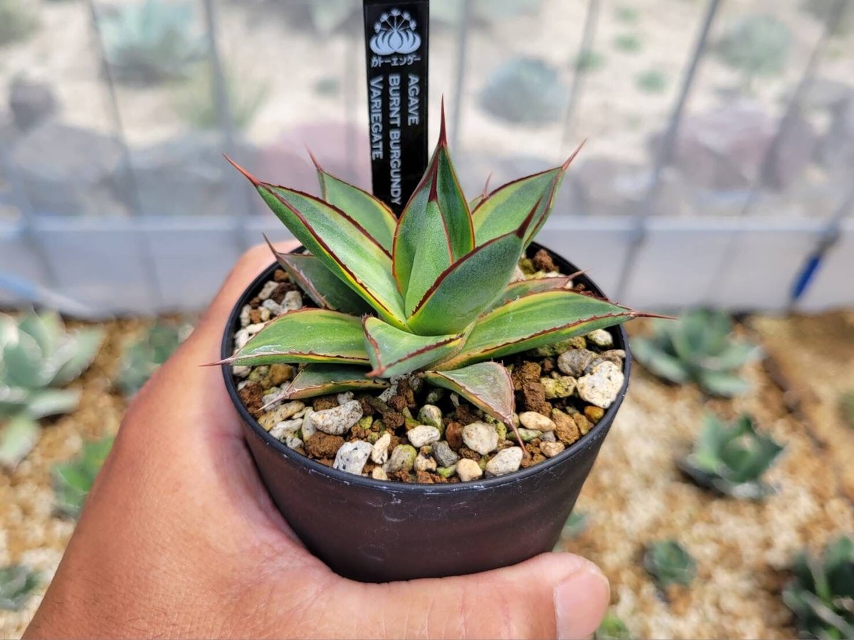 agave burnt burgundy variegate | カトーエンゲー
