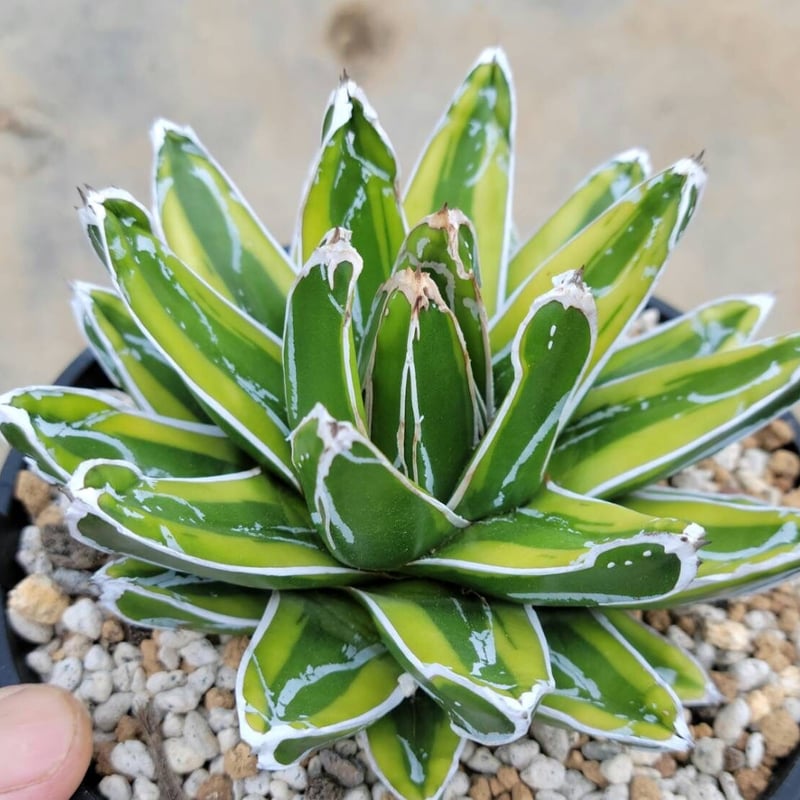 アガベ 笹の雪 輝山 | カトーエンゲー