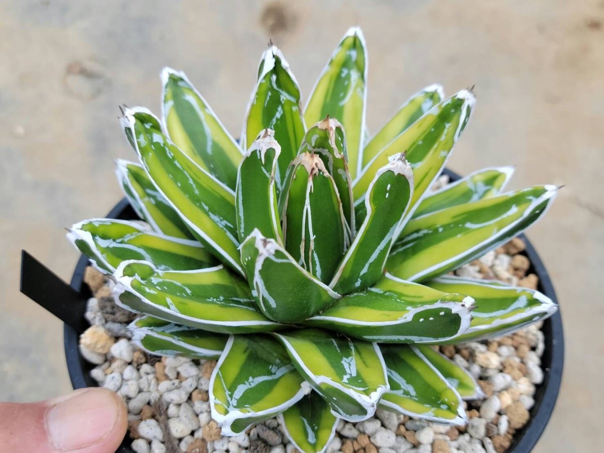 アガベ 笹の雪 輝山 | カトーエンゲー