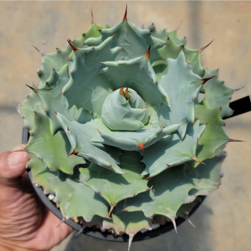 アガベ イシスメンシス | カトーエンゲー