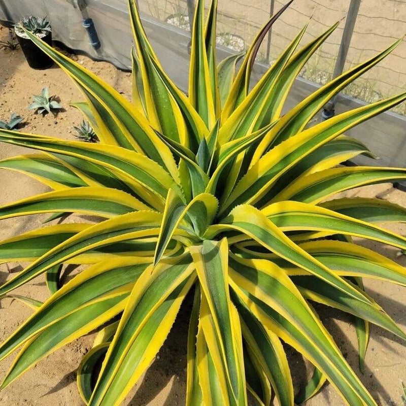 アガベ　マクロアカンサ　ゴールデンフィンガー　‘Golden finger’ アガベ マクロアカンサ ゴールデンフィンガー 'Golden finger