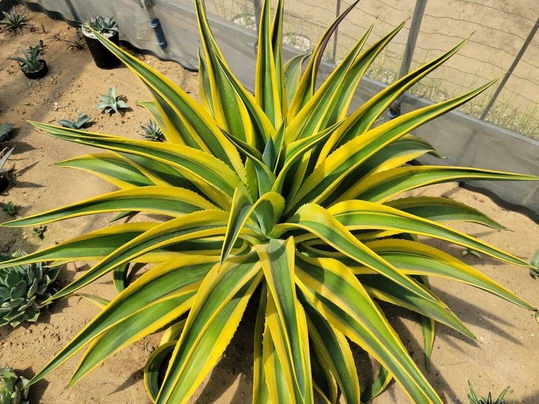 agave desmettiana gold margin ② | カトーエンゲー