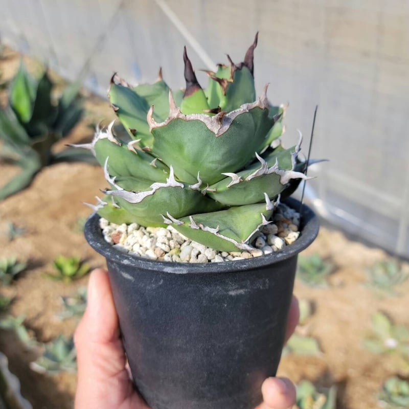 超優秀株　Agave titanta FO-76 Compact低重心 趣 agave titanota fo-076 compacta G.G.③ | カトーエンゲー