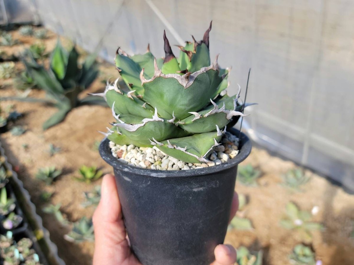 趣 agave titanota fo-076 compacta G.G.③ | カトーエンゲー 趣 agave titanota fo-076 compacta G.G.③ | カトーエンゲー