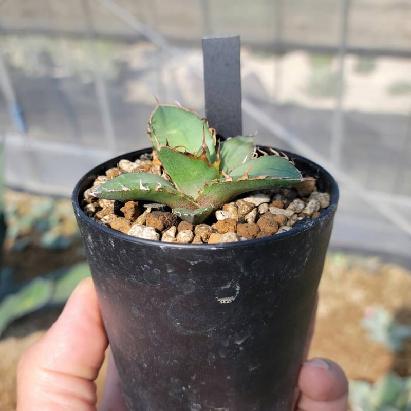 アガベ oaxaca oteroi seedling バンド幅あり agave oteroi seedling | カトーエンゲー