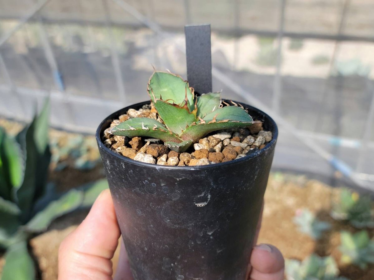 agave oteroi seedling | カトーエンゲー agave oteroi seedling | カトーエンゲー