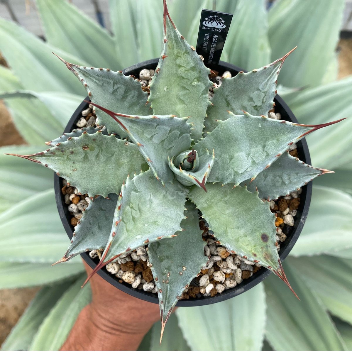 アガベ　ビッグスカイ　希少！！ fit=scale-down,w=1200