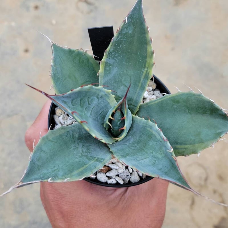 アガベパラサナ ファイヤーボール | カトーエンゲー