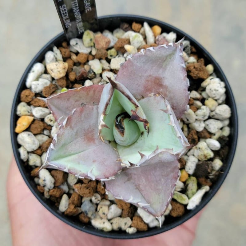 アガベチタノタブルー ② | カトーエンゲー