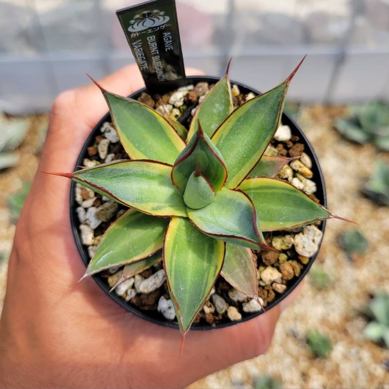agave burnt burgundy variegate | カトーエンゲー