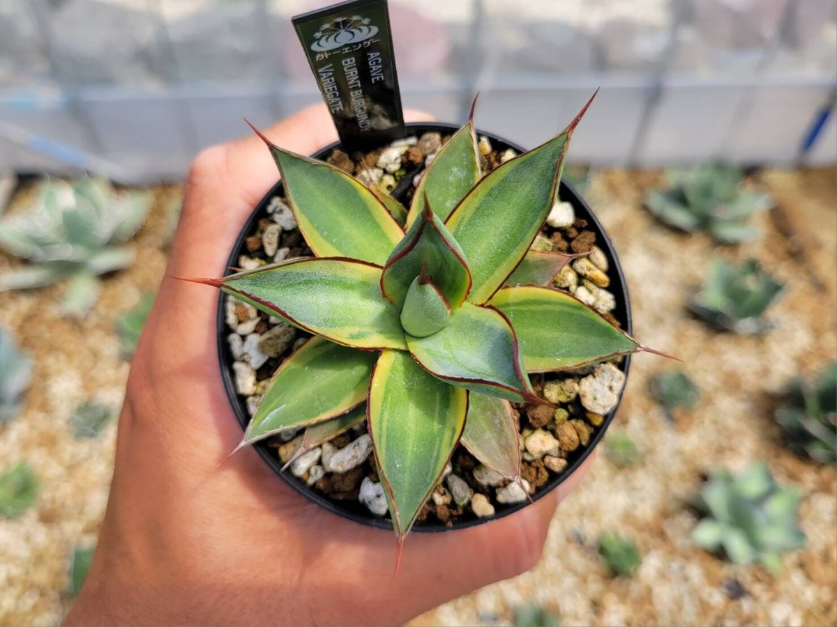 agave burnt burgundy variegate | カトーエンゲー agave burnt burgundy variegate | カトーエンゲー
