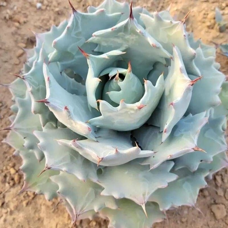 agave isthmensis inland form | カトーエンゲー