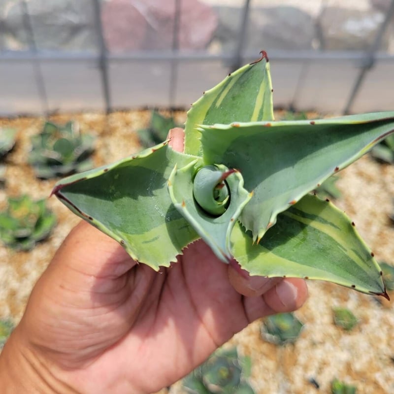 アガベ Agave ovatifolia 'Killer' 211 s-l1200.jpg