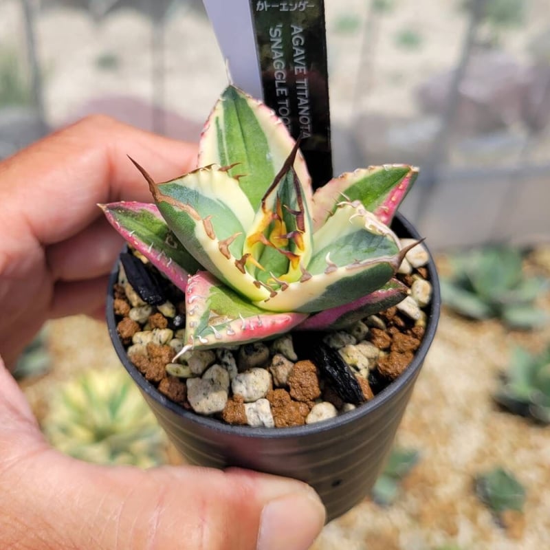 アガベ Agave titanota 'Snaggle Tooth' 186 Agave titanota 'Snaggle Tooth' – In The Country Garden