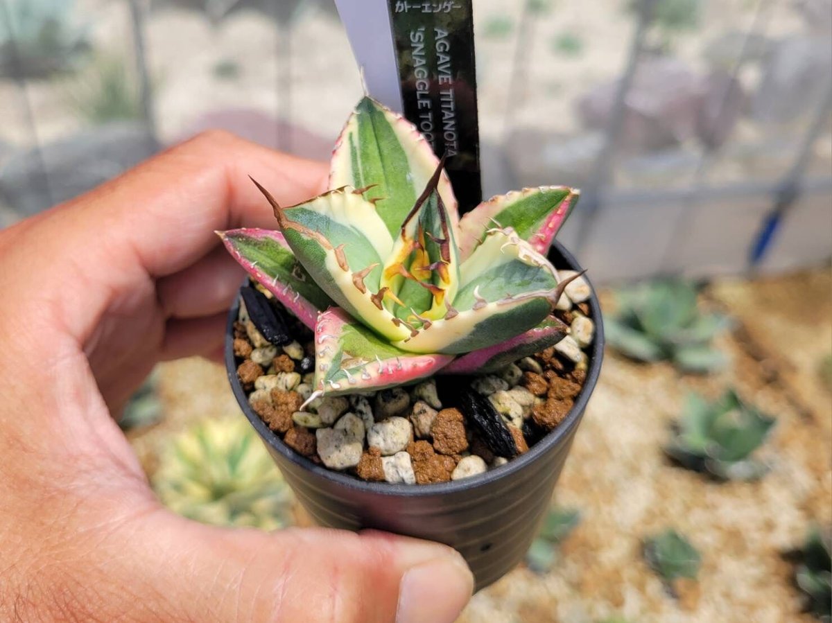 agave titanota'snaggle tooth ② | カトーエンゲー