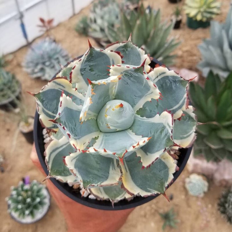 極上 アガベ イシスメンシス valiem バリエム Royal agave産＞アガベ・イシスメンシス （小株）-007｜ agave