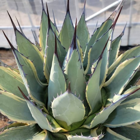 アガベ　クリームスパイク　アプラナータ アガベ・アプラナータ 'クリーム スパイク'｜Agave applanata