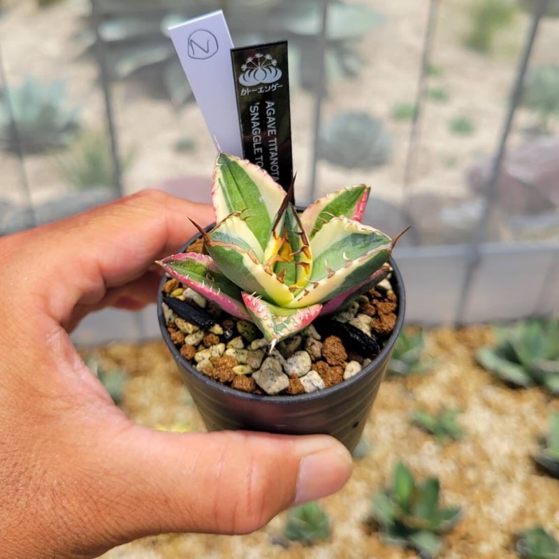 agave titanota'snaggle tooth ② | カトーエンゲー