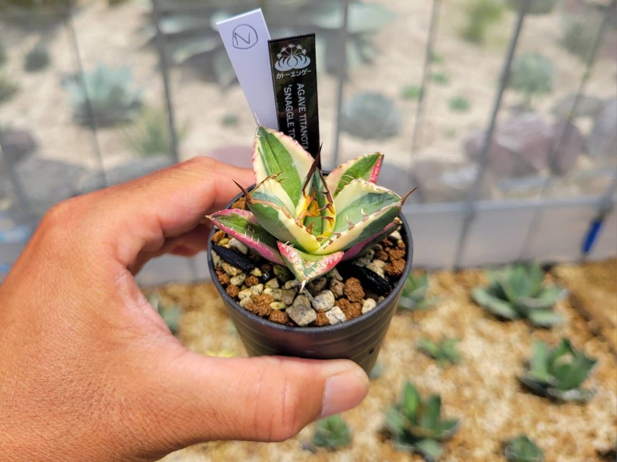 アガベ Agave titanota 'Snaggle Tooth' 186 Agave titanota 'Snaggle Tooth' - Mountain States Wholesale