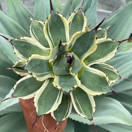 アガベクリームスパイク | STORES