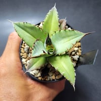 ア*き様 【300円スタート】US産　トランカータ　ハンティントン　アガベ　パリ ア*き様 【300円スタート】US産 トランカータ ハンティントン