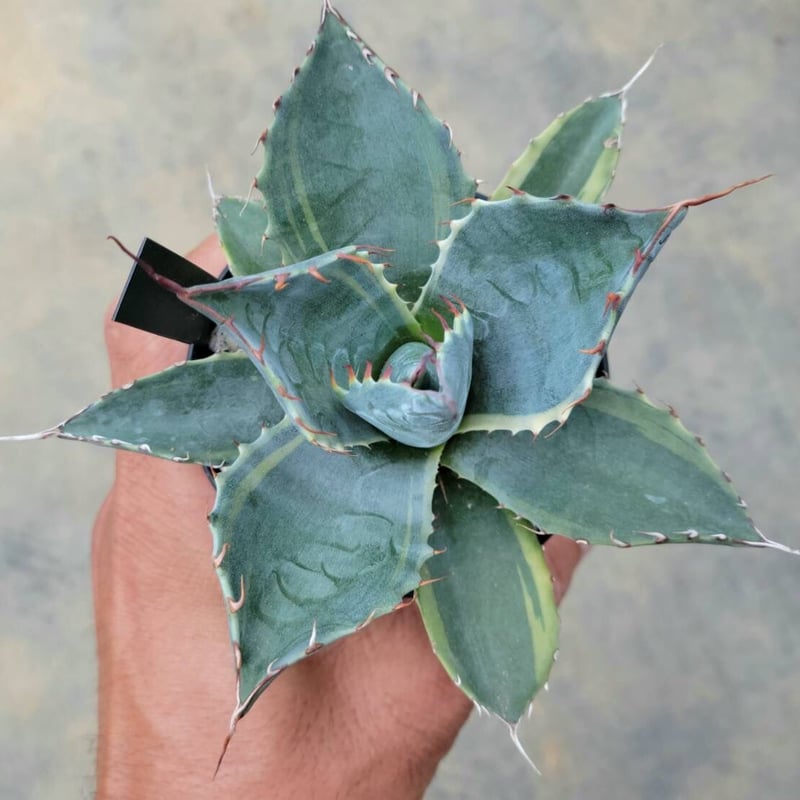 アガベ パラサナ ファイヤーボール | カトーエンゲー