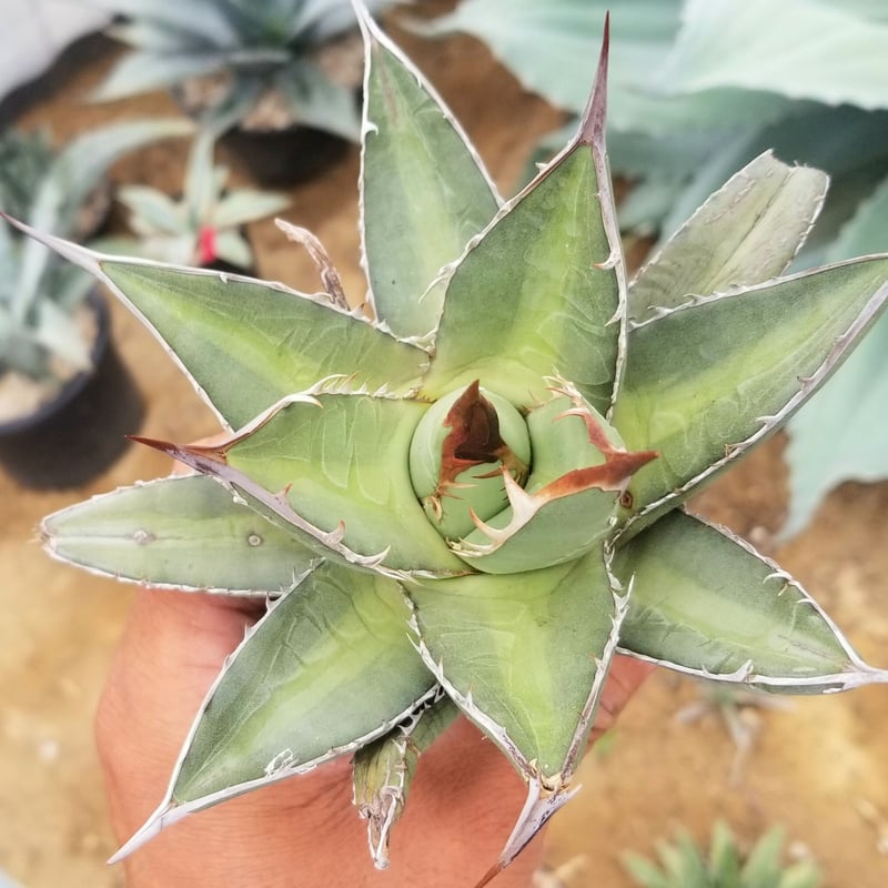 夏セールアガベパープソラム（Purpusorum）‼️超希少株28600-8600 夏セールアガベパープソラム（Purpusorum）‼️超希少株28600-8600