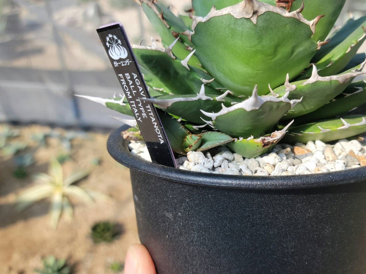 【超美株】アガベ　チタノタ　ボールタイプ agave titanota 趣 agave titanota ball type大 | カトーエンゲー