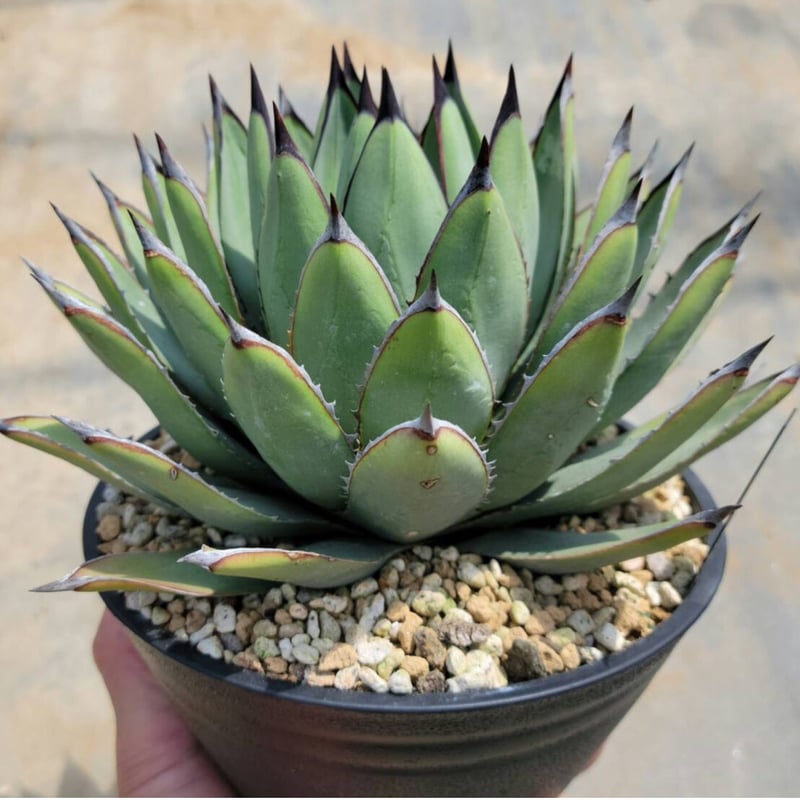 アガベ　ブルーエンバー　斑入り　（ブルーグロー　ブルーエンペラー　フィリフェラ アガベ ブルーエンバー 斑入り （ブルーグロー ブルーエンペラー