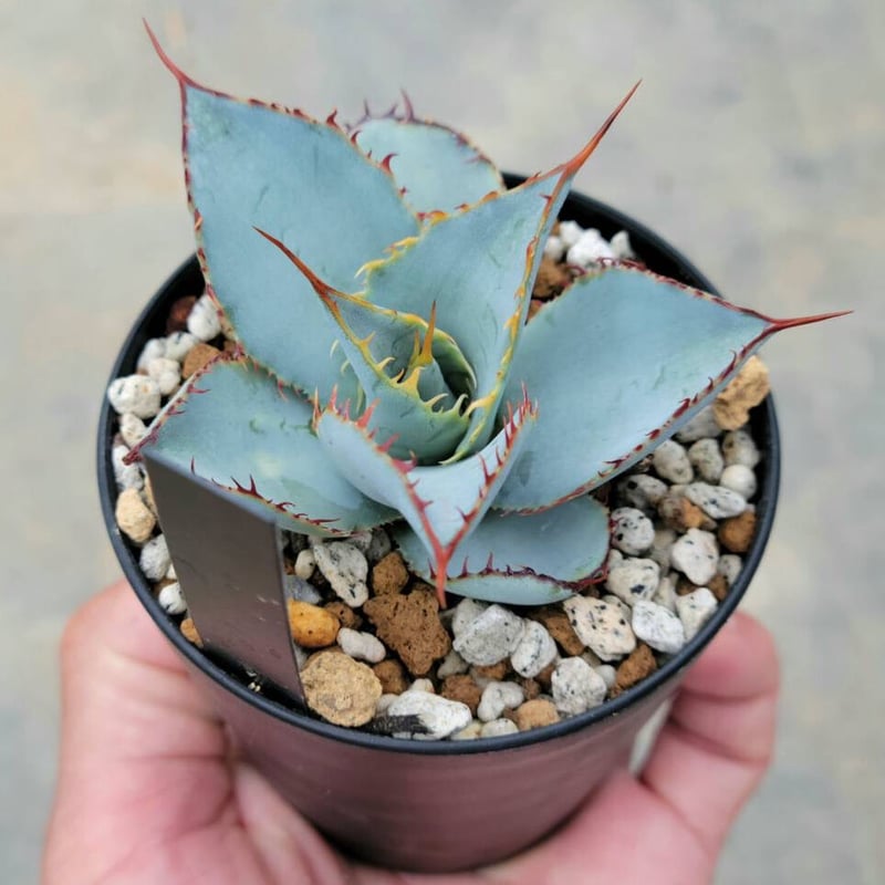 アガベグアダラハラナ レオン | カトーエンゲー