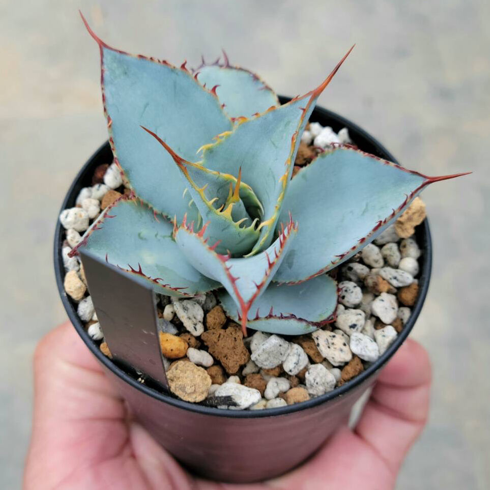 アガベグアダラハラナ レオン | カトーエンゲー