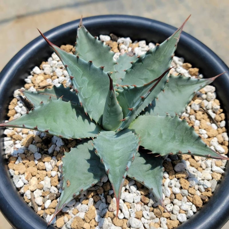 アガベモンタナ ビッグスカイ | カトーエンゲー 