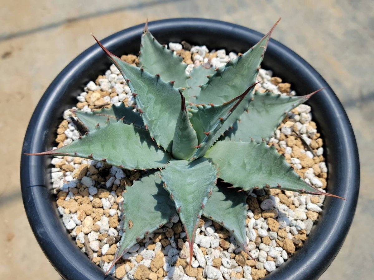 アガベ　ビッグスカイ　希少！！ fit=scale-down,w=1200