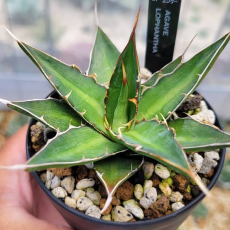 agave lophantha