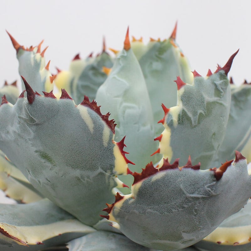 アガベ イシスメンシス 甲蟹錦 | カトーエンゲー