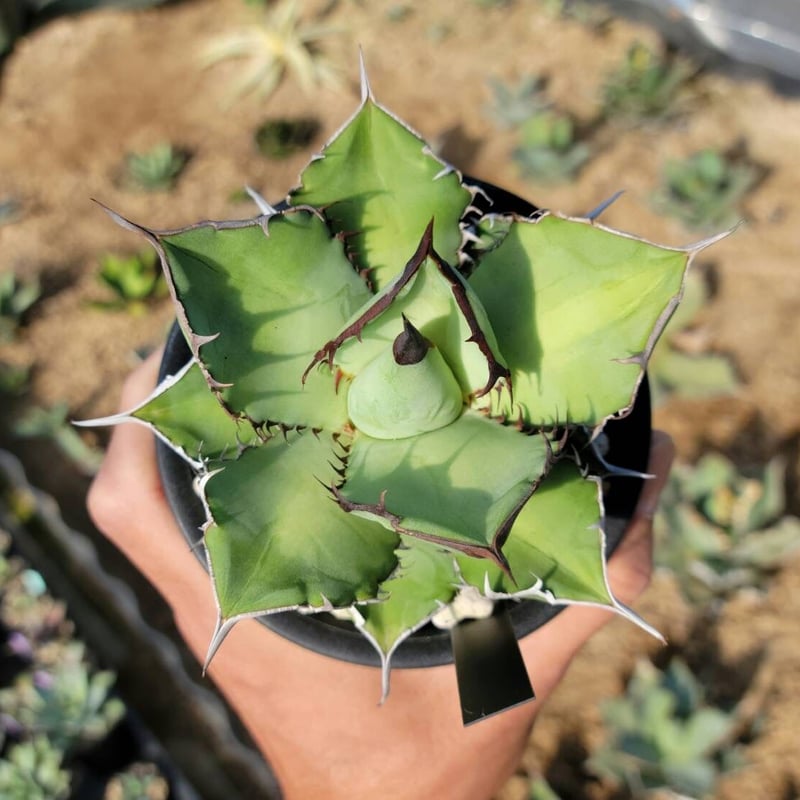 趣 agave titanota panda(熊猫)② | カトーエンゲー