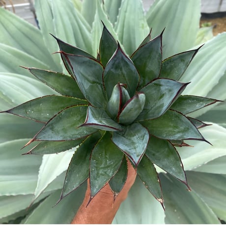 アガベブルーグロー | STORES