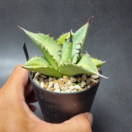 agave oteroi from oaxaca native seeds①