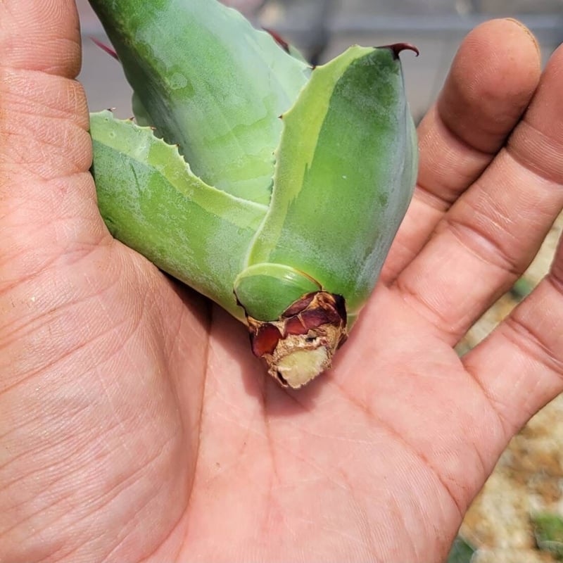 agave ovatifolia orca2 | カトーエンゲー