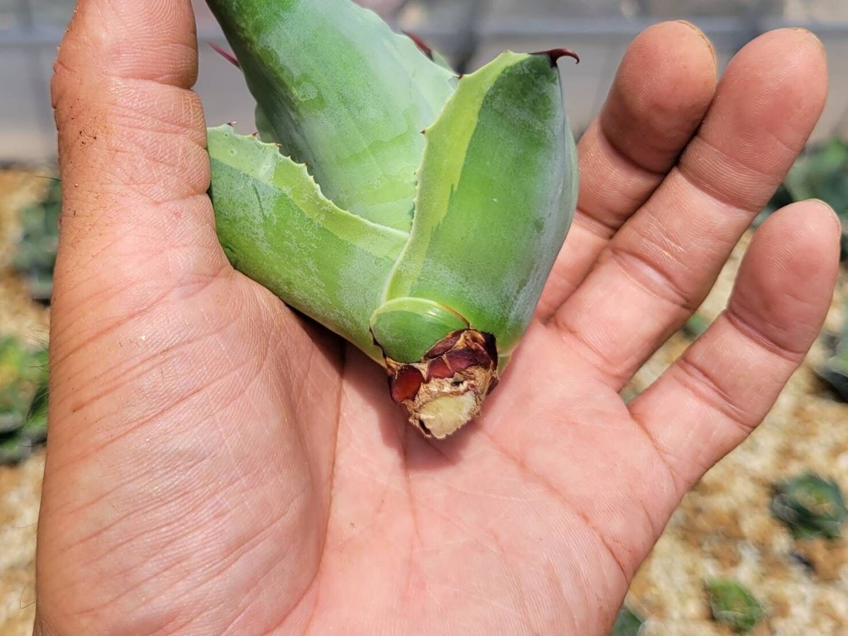 agave ovatifolia orca2 | カトーエンゲー