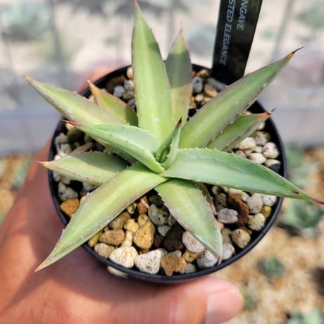 マンガベ | STORES